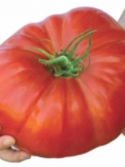 มะเขือเทศยักษ์เบลเยี่ยม / 100 เม็ด