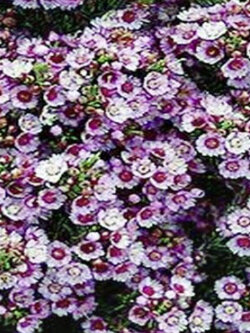 เฟเธอร์ ฟลาวเวอร์ (Feather Flower) / 15 เม็ด (Australia)