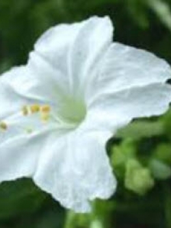 บานเย็น สีขาว / 20 เม็ด (ไทย)