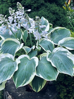 ฮอสต้า (Hosta) ใบเขียวขอบขาวมีดอก / 200 เม็ด