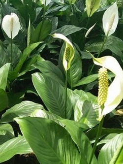 ต้นเดหลีจักรพรรดิ์ กระถาง / ต้น