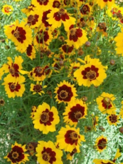 ดอกไม้ไหว (Coreopsis) สีเหลือง / ซอง 30 เม็ด (A226)