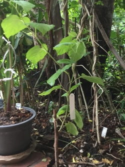 ต้นหม่อน (Mulberry) ชมพูอิตาลี สูง 40-60 ซ.ม. / ต้น