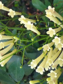 คูเฟียขาว (White Cuphea) / 10 เม็ด (USA)