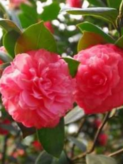 คามิเลียญี่ปุ่น (Japanese Camellia) สีแดง / 5 เม็ด