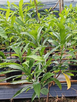 ต้นเอบิวไต้หวัน เพาะเมล็ด สูง 1.0~1.4m. ปลูกเลี้ยงในเข่ง