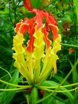 ดองดึง (Flame lily / Climbing lily) แดง-เหลือง / 100 เม็ด