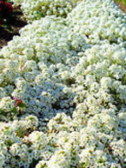 อลิสซั่ม (Alyssum Snow Prince) สีขาว / 1,600 เม็ด (UK)*