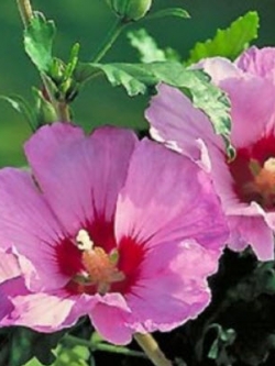 ชบา แอพโพรไดท์ (Hibiscus - Aphrodite) / 50 เม็ด (UK)