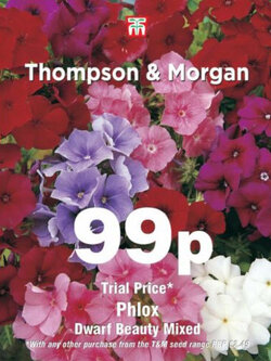 ฟลอกซ์ (Phlox) ต้นเตี้ย คละ / 150 เม็ด (UK)