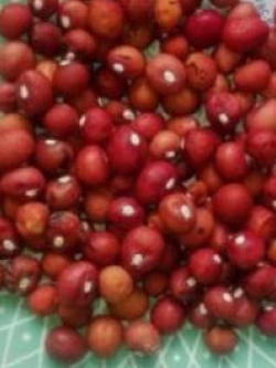 ถั่วหรั่งแดง (Red Bambara Nut) / 5 เม็ด (Hungary)