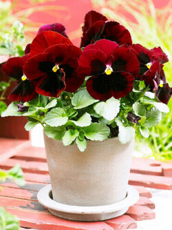 แพนซี เรดสป็อท (Pansy Red Spot) / 50 เม็ด (A088)