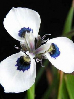 กล้วยไม้ผักตบชวา (Peacock Orchid) / 20 เม็ด (China)