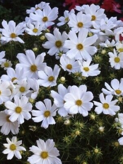 ดาวกระจาย เพียวริตี้ (Cosmos - Purity) / 50 เม็ด (UK)