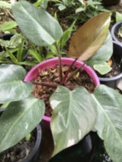 ต้นฟิโล พิ้งค์ ปริ้นเซส หรือฟิโล ญาญ่า (Pink Princess Philo) กระถาง 8 นิ้ว