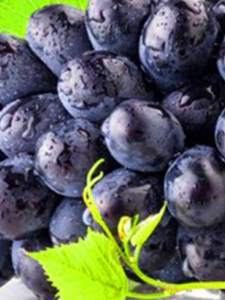 องุ่นดำเคียวโฮ (Black Kyoho Grape) ไร้เมล็ด / 50 เม็ด