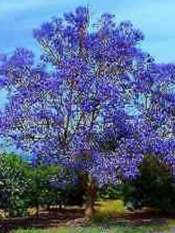 ศรีตรัง (Jacaranda mimosifolia) สีม่วง / 5 เม็ด (Brazil)