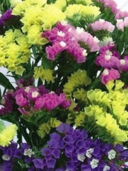 สแตติส (Statice / Limonium Sinuatum) คละ 7 สี / 30 เม็ด