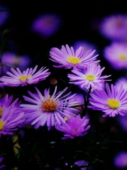 นิวยอร์ค แอสเตอร์ (New York Aster) สีม่วง / 50 เม็ด