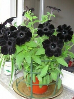 พิทูเนียดำ (Black Petunia) / 50 เม็ด