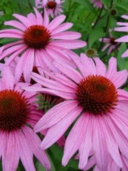เอ็กไคนาเซีย (echinacea purpurea) / 200 เม็ด (USA)