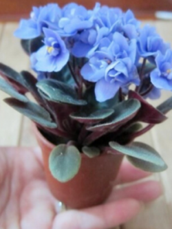 มินิ แอฟริกัน ไวโอเล็ต (Mini African Violet) สีฟ้า / 50 เม็ด