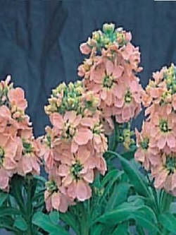 ไวโอเล็ท - ซินเดอเรลล่า แชมเปญ (Cinderella Champagne) / 25 เม็ด (UK)