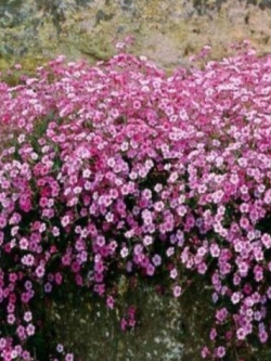 ยิปโซ (Gypsophila Repens Rose) เลื้อย / 750 เม็ด (UK)