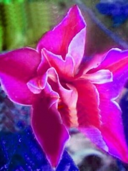 ไลซิแอนธัส (Lisianthus) สีชมพู-ส้ม / 25 เม็ด