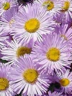 เดซี่หิมาลัย สีชมพู (Erigeron - Pink Jewel) / 100 เม็ด (USA)