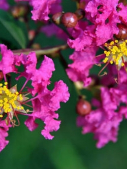 เมล็ดยี่เข่ง คละสี / 10 เม็ด (China)