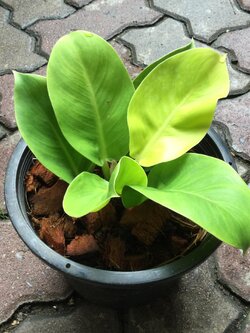 ต้นฟิโล กุมารทองเรียกทรัพย์ หรือมูนไลท์ กระถาง 6 นิ้ว