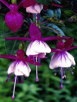 โคมญี่ปุ่น (Fuchsia) กลีบซ้อน สีม่วง / 50 เม็ด