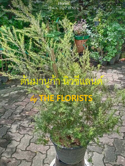 ต้นมานูก้า นิวซีแลนด์ ดอกสีขาว (Manuka) กระถาง 10 นิ้ว สูง 50-70 ซ.ม. / ต้น