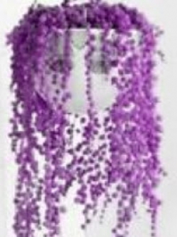 เพิร์ล คลอโรฟีทัม (Pearl Chlorophytum) สีม่วง / 50 เม็ด