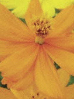 ดาวกระจาย ดอยตุง สีเหลือง / 200 เม็ด *