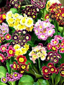 พริมโรส ออริคิวล่า (Primrose Auricula) คละ / 150 เม็ด (UK)