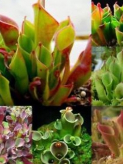 พืชดักจับแมลง (Venus Flytrap) คละ / 100 เม็ด (รุ่นใหม่)