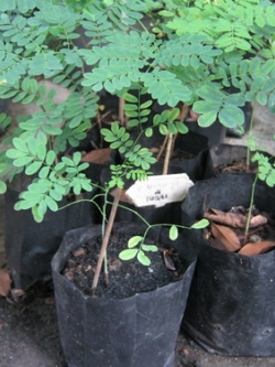 ต้นกล้าหางนกยูง สีเหลือง ถุงดำ สูง 10-20 ซ.ม. / ต้น