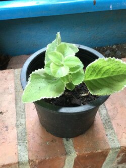 ต้นหูเสือด่าง (Indian Borage) กระถาง 6 นิ้ว / ต้น