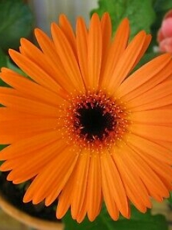เยอบีร่า (Gerbera) สีส้ม / 100 เม็ด