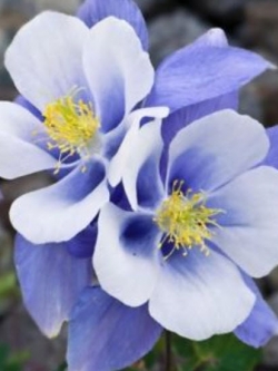 โคลัมบายน์ (Columbine) สีฟ้า / 50 เม็ด