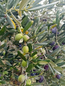 ต้นมะกอกโอลีฟ Olea europaea - GEMLIK สูง 30-50 ซ.ม. (Turkey)