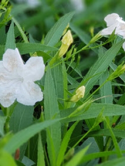 ต้นต้อยติ่งฝรั่งสีขาว ถุงดำ สูง 25-40 ซ.ม. / ต้น