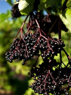 อัลเดอร์เบอรี่ (Elderberry) / 20 เม็ด (นอก)