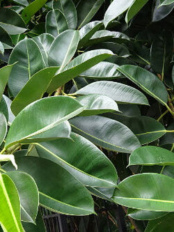 ต้นยางอินเดีย ใบเขียว สูง 40-60 ซ.ม. / ต้น