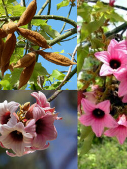 Pink Kurrajong / 10 เม็ด (Australia)