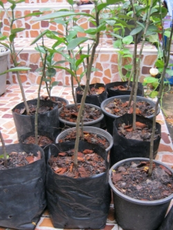 ต้นส้มโอขาวพวง กระถาง สูง 60-70 ซ.ม. / ต้น