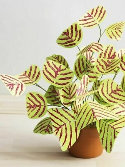 ปีกแมลงปอแดง หรือผีเสื้อสามสายใบแดง (Christia Vespertilionis) คละ / 200 เม็ด (นอก)