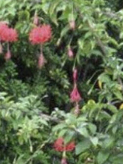 ต้นพู่ระหง ดอกฝอย กระถาง 10 นิ้ว สูง 70-100 ซ.ม./ ต้น